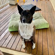 Home Owner wanting sitter in Cairns, Queensland