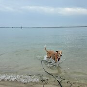 Home Owner wanting sitter in Sydney, New South Wales