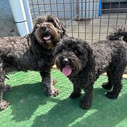 Home Owner wanting sitter in Newcastle , New South Wales