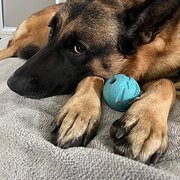 Home Owner wanting sitter in , Queensland