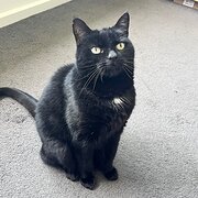 Home Owner wanting sitter in Melbourne , Victoria