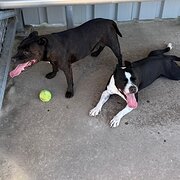 Home Owner wanting sitter in Gold coast, Queensland