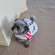 Home Owner wanting sitter in Ballarat, Victoria