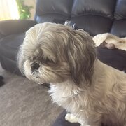 Home Owner wanting sitter in Launceston , Tasmania