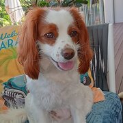 Home Owner wanting sitter in , Queensland