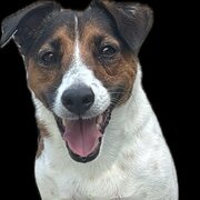 Home Owner wanting sitter in Brisbane, Queensland