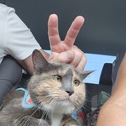 Home Owner wanting sitter in , Queensland