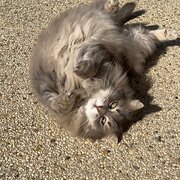 Home Owner wanting sitter in , Victoria