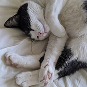 Home Owner wanting sitter in , Tasmania