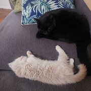 Home Owner wanting sitter in Castlemaine, Victoria