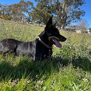 Home Owner wanting sitter in Canberra, Australian Capital Territory