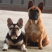 Home Owner wanting sitter in Newcastle , New South Wales