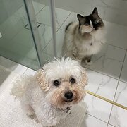 Home Owner wanting sitter in , New South Wales