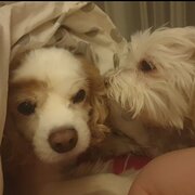 Home Owner wanting sitter in Adelaide, South Australia