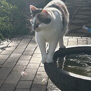 Home Owner wanting sitter in Armidale, New South Wales