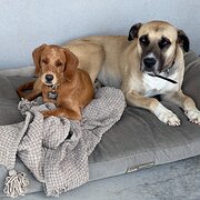 Home Owner wanting sitter in , Queensland