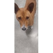 Home Owner wanting sitter in Melbourne, New South Wales