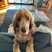 Home Owner wanting sitter in , Queensland