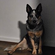 Home Owner wanting sitter in Adelaide, South Australia