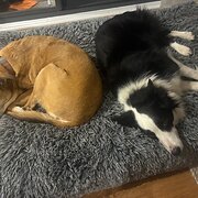 Home Owner wanting sitter in , New South Wales