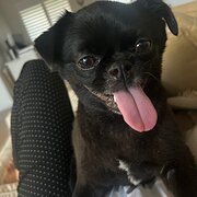 Home Owner wanting sitter in Biggera Waters, Queensland