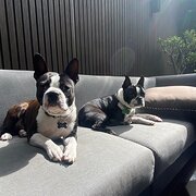 Home Owner wanting sitter in Melbourne, Victoria