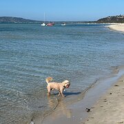 Home Owner wanting sitter in ROSEBUD, Victoria