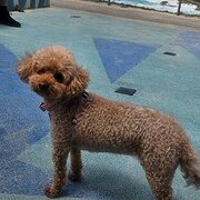 Home Owner wanting sitter in , New South Wales