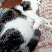 Home Owner wanting sitter in Coffs Harbour , New South Wales