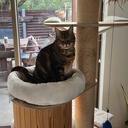 Home Owner wanting sitter in Mandurah, Western Australia