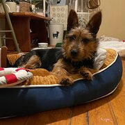 Home Owner wanting sitter in Melbourne , Victoria