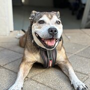 Home Owner wanting sitter in , Western Australia