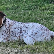 Home Owner wanting sitter in Launceston, Tasmania