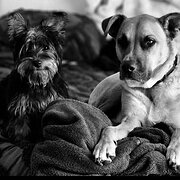 Home Owner wanting sitter in Newcastle, New South Wales