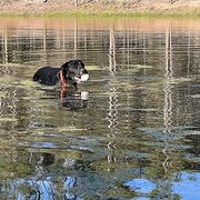 Home Owner wanting sitter in , Queensland