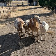 House Sitter - HR Professional-DogMum-Reliable Sitter