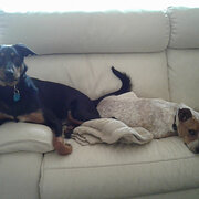 Home Owner wanting sitter in Brisbane, Queensland