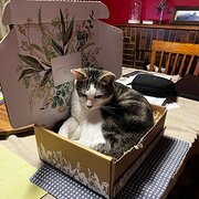 Home Owner wanting sitter in Melbourne, Victoria