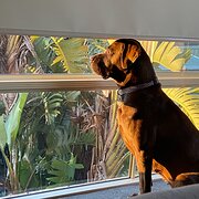 Home Owner wanting sitter in Perth, Western Australia