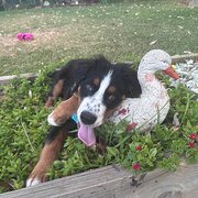 Home Owner wanting sitter in , Western Australia