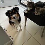 Home Owner wanting sitter in , Queensland
