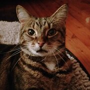 Home Owner wanting sitter in Gosford , New South Wales