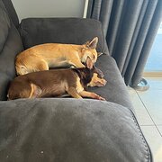 Home Owner wanting sitter in , Queensland