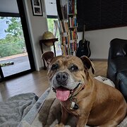 Home Owner wanting sitter in , Queensland