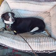 Home Owner wanting sitter in Hobart, Tasmania