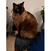 Home Owner wanting sitter in Adelaide or Kadina, South Australia