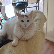 Home Owner wanting sitter in , New South Wales