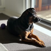 Home Owner wanting sitter in , Victoria