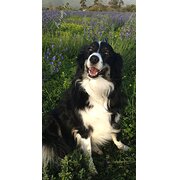 Home Owner wanting sitter in Port Pirie, South Australia