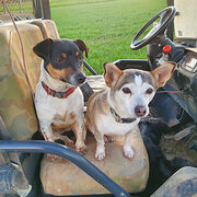 Home Owner wanting sitter in Wangaratta, Victoria